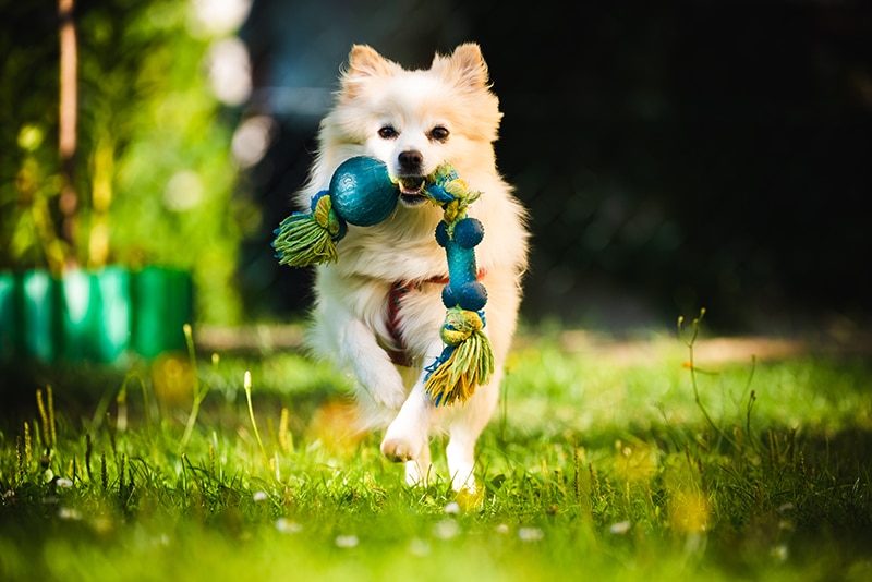 Pomeranian is running with her outdoor toy