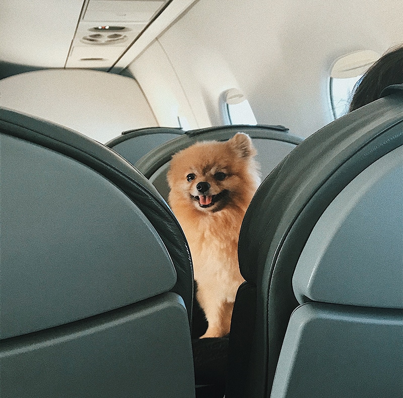 Pomeranian is smiling straight to the camera while sitting on his owner in a flight
