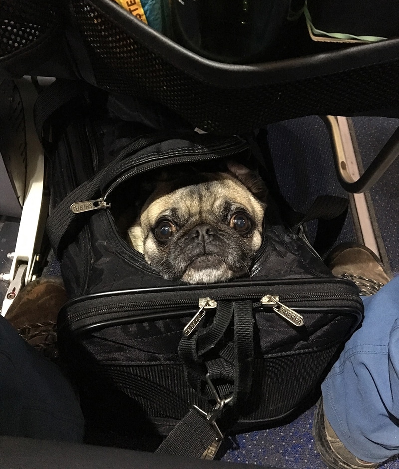 Pug inside of an airline approved carrier during a flight