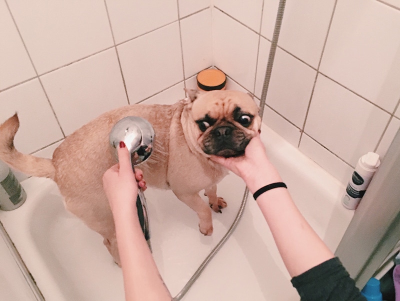 Pug is having a bathe