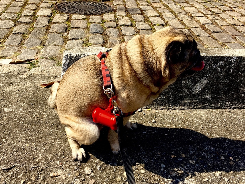 pug is pooping in the middle of the street and expressing his anal glands