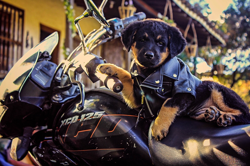 puppy is posing to the camera while sitting on a motorcycle
