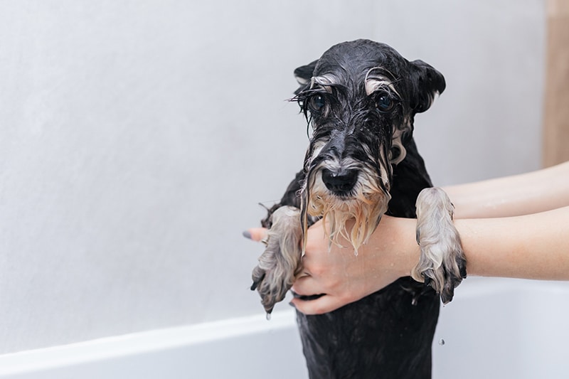Schnauzer is being bath with anti itching shampoo