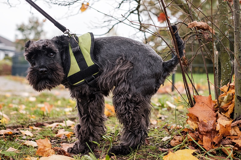 schnauzer is trying to express his anal glands after taking Glandex Chews