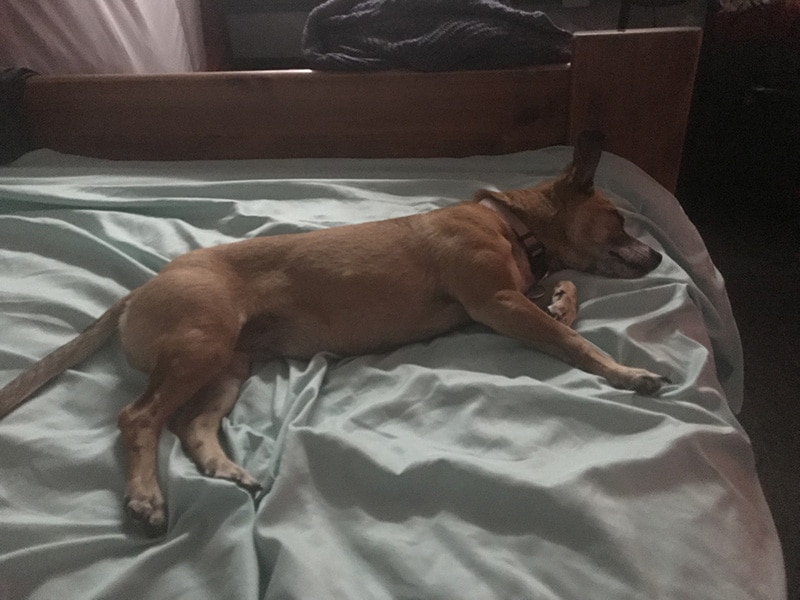 senior brown dog is sleeping on the bed after using a dog ramp