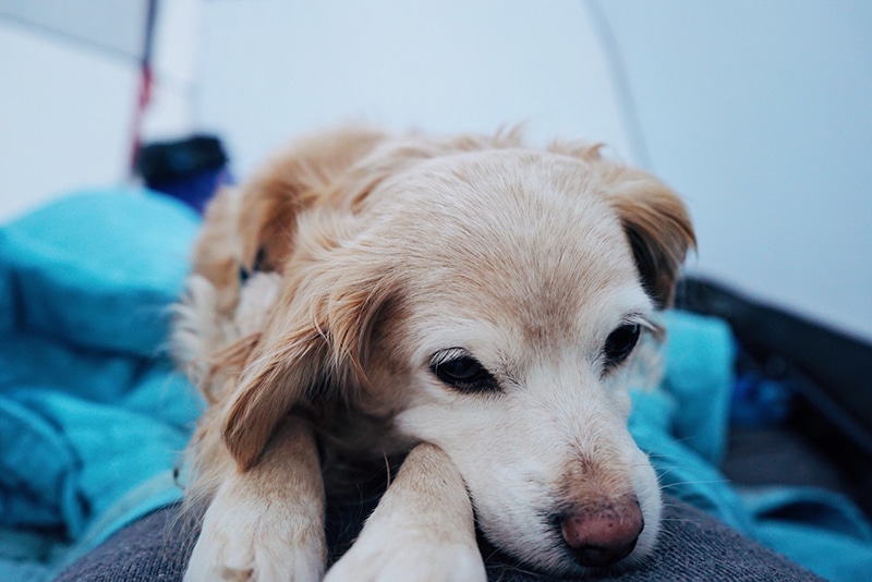 senior dog is laying in his bed