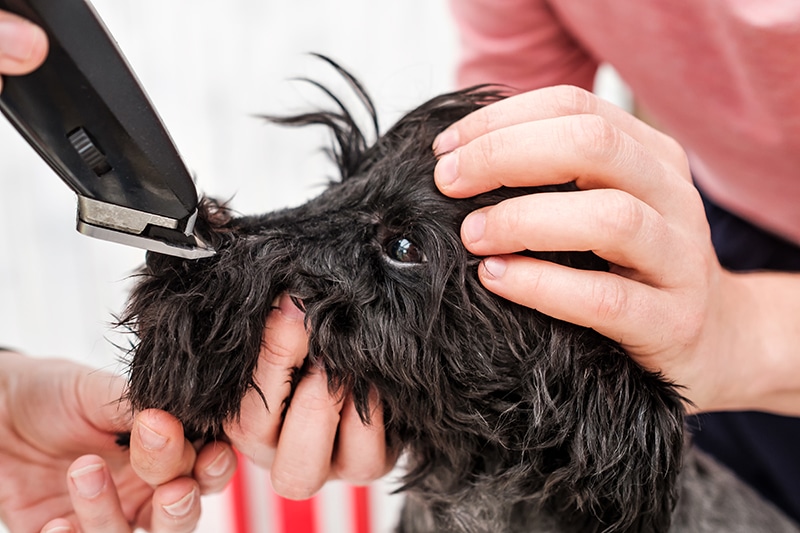 shaving dogs face with a clipper at home