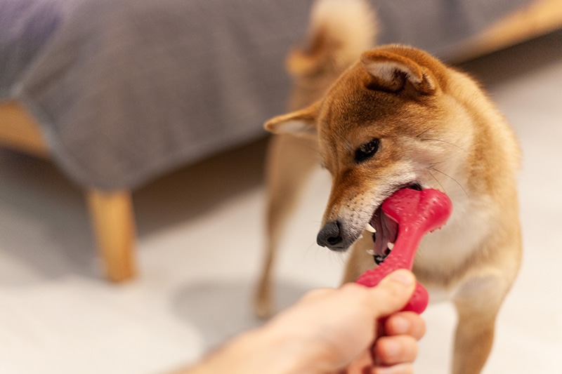 Shiba Uno is playing with her red bone shaped chew toy