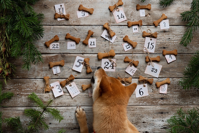 Shiba Uno is posing with her fiber treats