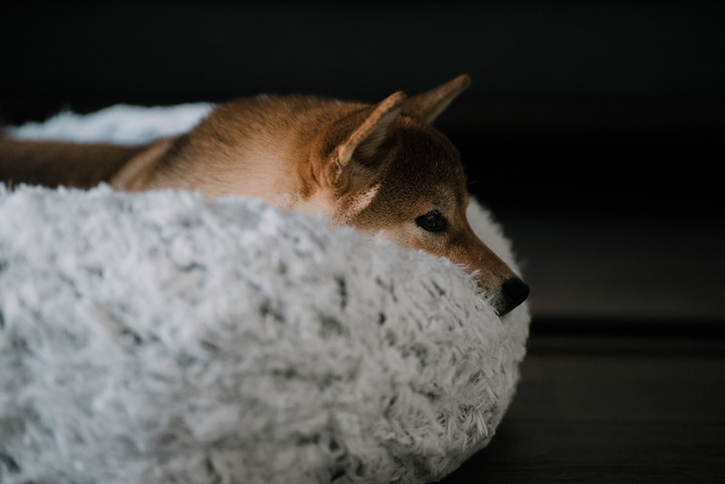 Shiba Uno is resting in her cozy bed