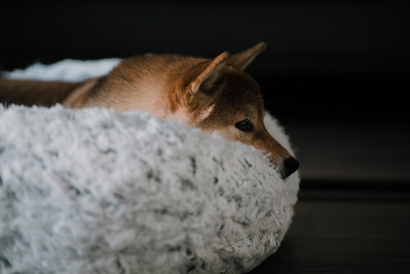 How many dog beds should a dog have?