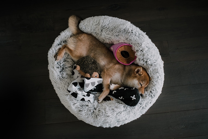 Shiba Uno is sleeping with her toys in her donut bed