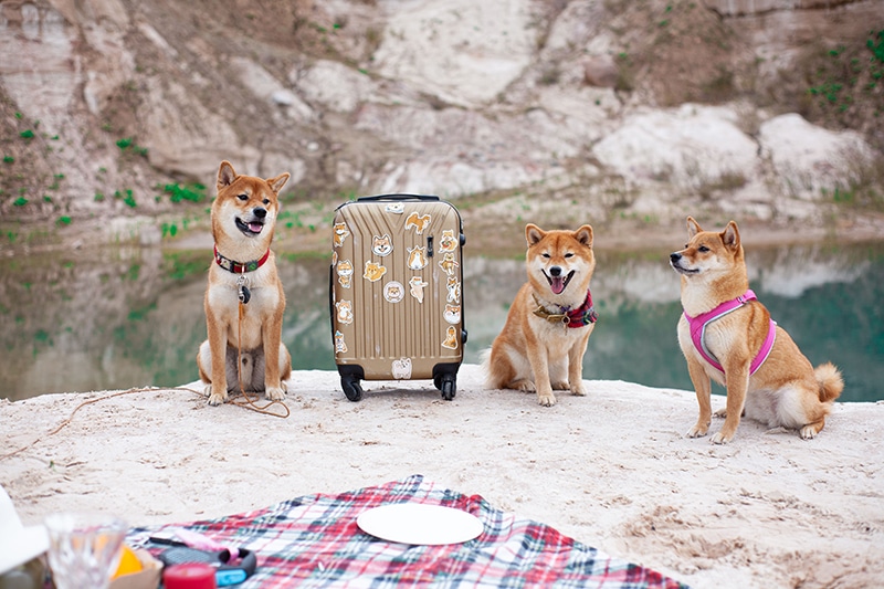 Shiba Uno pack is posing to the camera while sitting next to a suitcase