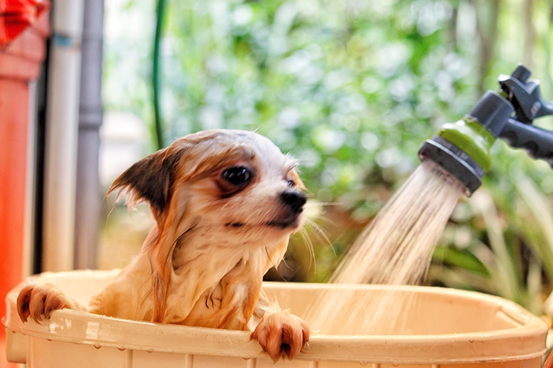 small dog is having a shower in a small bath tub