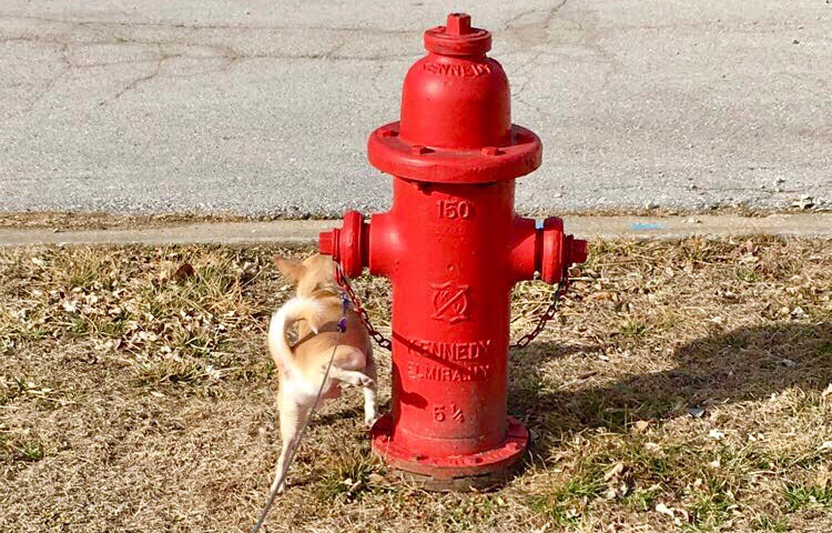 small dog is peeing on fire hydrant