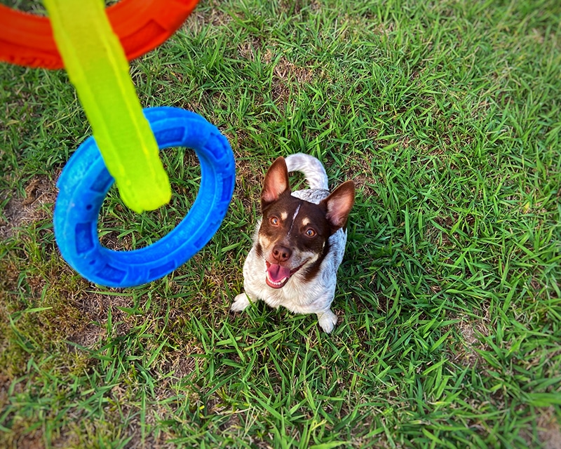 small dog is playing fetch with his outdoor toys