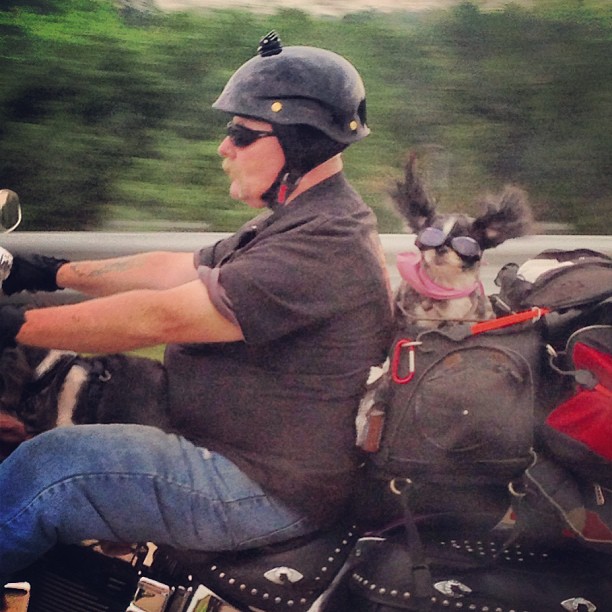 small dog is riding the motorcycle with his owner in a carrier