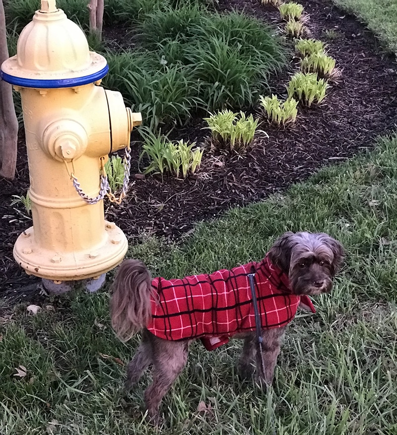 terrier dog is posing next to fire hydrant in the garden