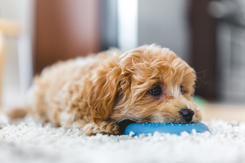 terrier puppy is cuddling with his blue ring toy in his mouth