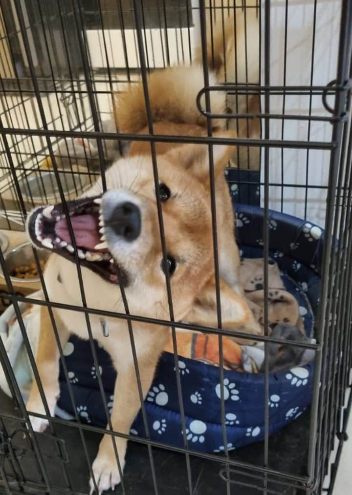 tokyo trying to escape her indestructible crate