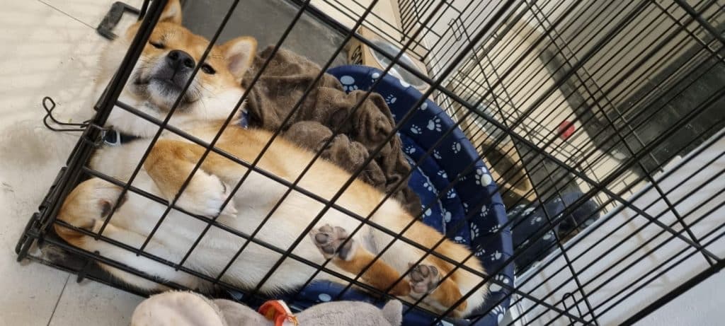 tokyo tired of trying to escape from her indestructible dog crate