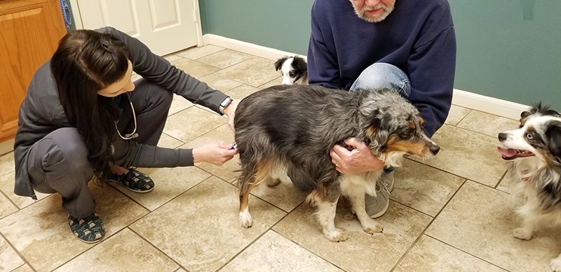 vet checking dogs anal glands