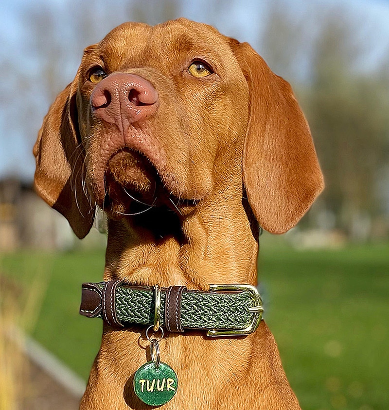 Vizsla dog wearing a wide green collar with a tag name