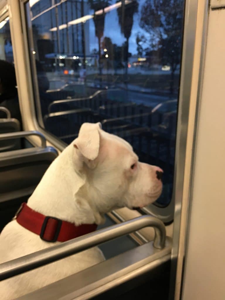 White Albino dog traveling on the morning metro