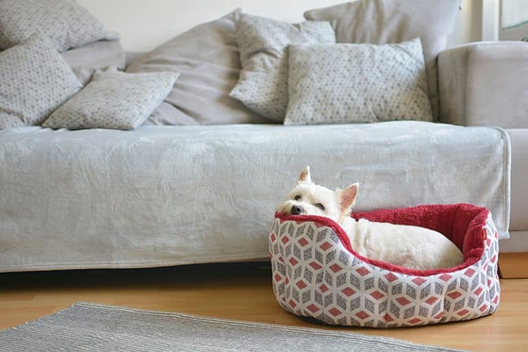 white terrier is resting in his small bed next to the couch