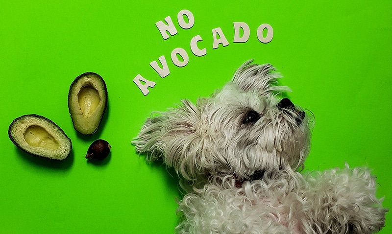 white terrier posing no avocado for dogs