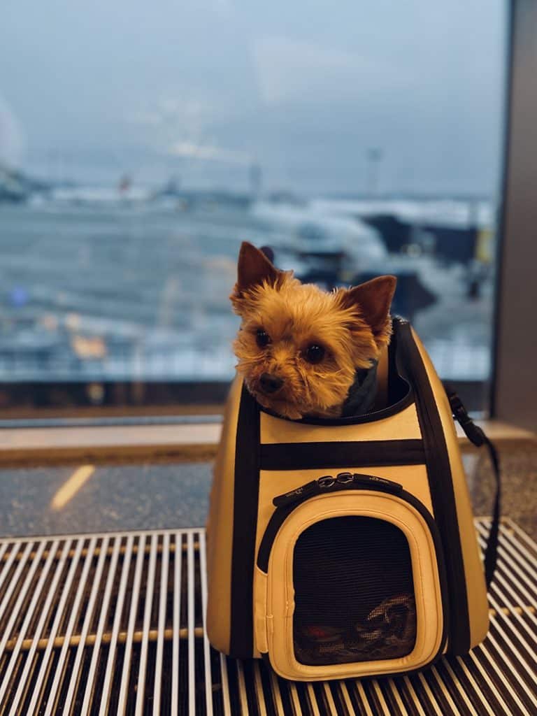 Yorkie is inside a dog carrier ready for his flight