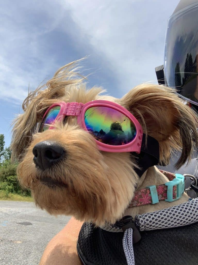 Yorkie rides on a motorcycle with his owner while carried in a dog front face carrier