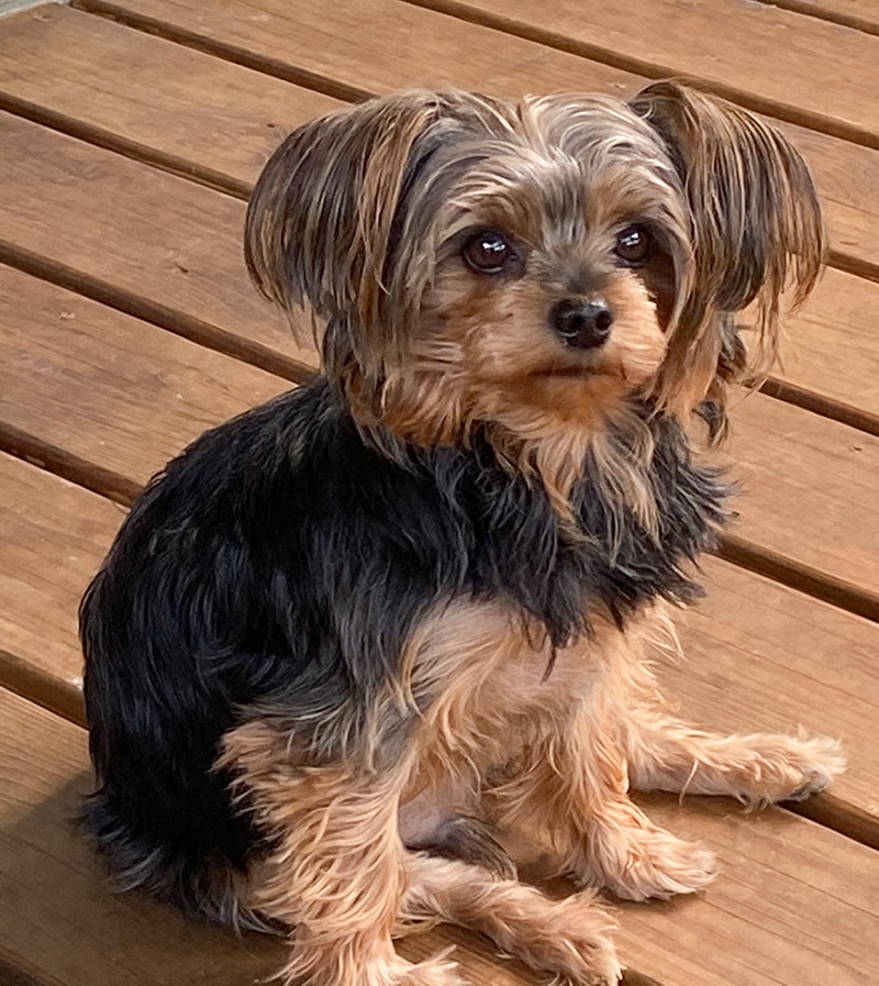 Yorkiepoo puppy scooting