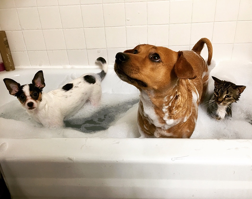 Can I Use Cat Shampoo on a Dog? 2