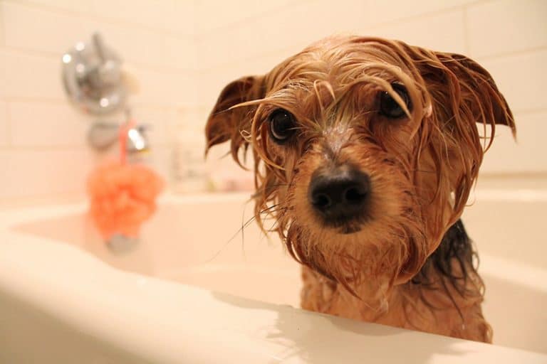 does flea and tick shampoo work for dogs
