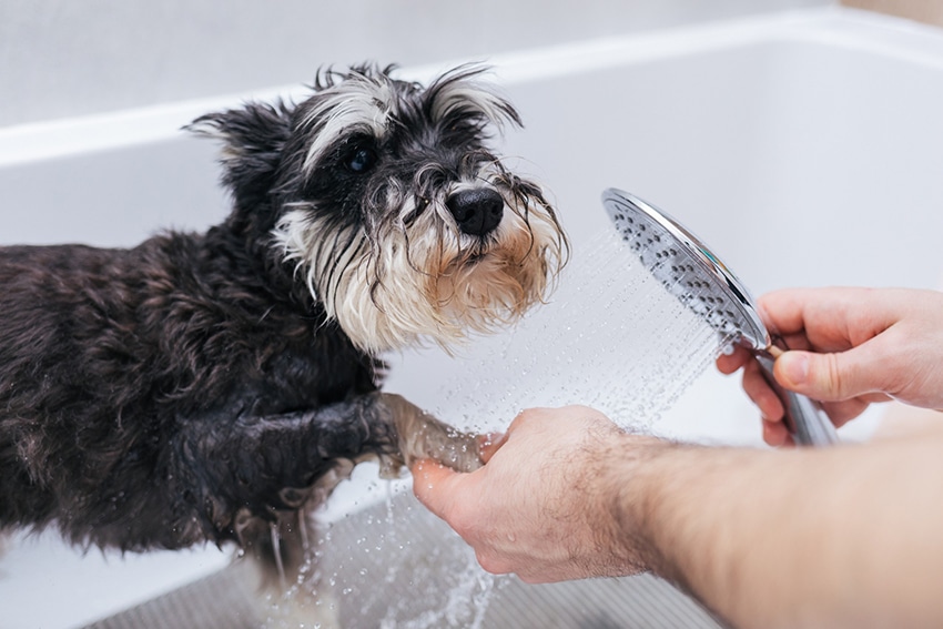 dog dandruff is human shampoo safe