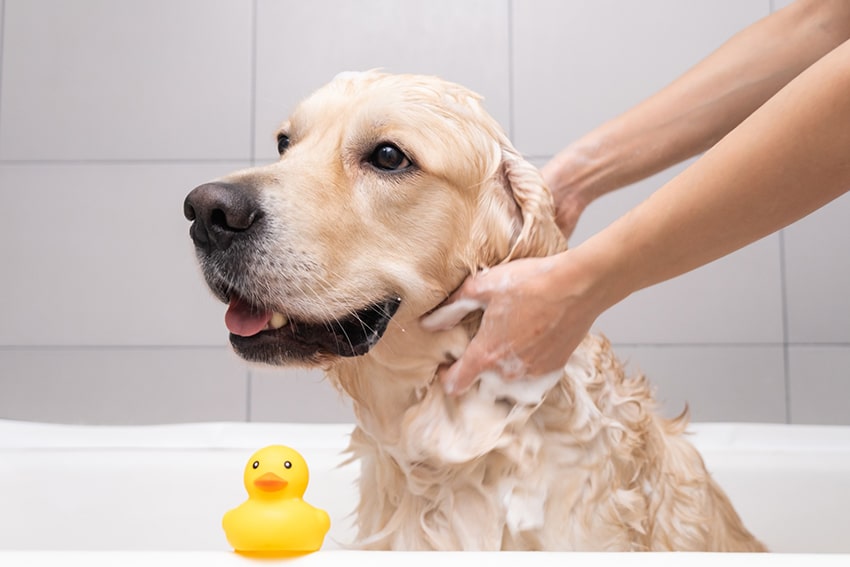 dog shampoo types