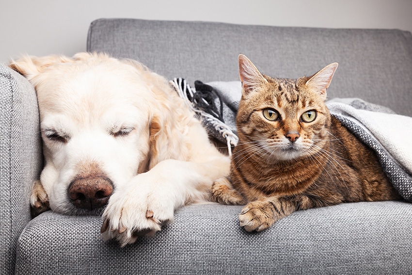 Can I Use Cat Flea Shampoo On My Dog? (Vet Explains)