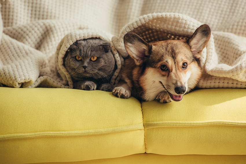 a dog and a cat cuddling together under the blanket
