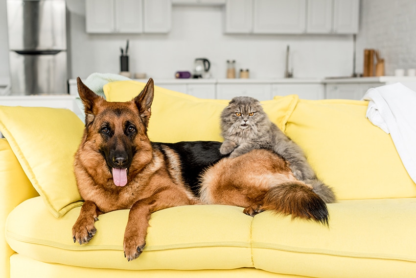a dog and a cat sitting together on the couch