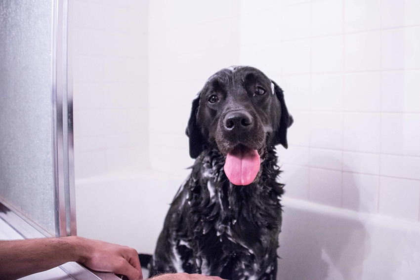 black lab dog is having a bath