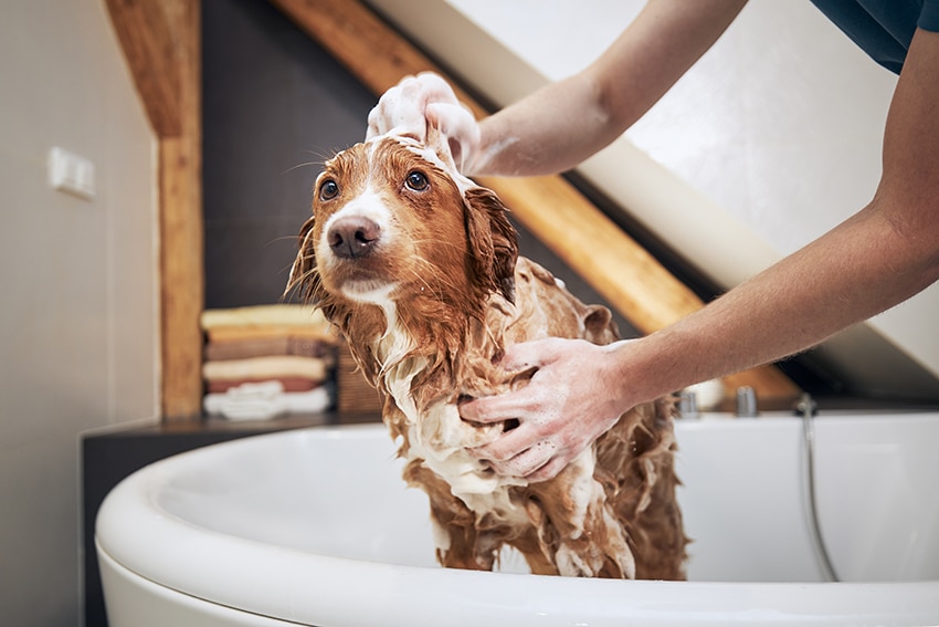 owner is giving an oatmeal bath to his brown dog