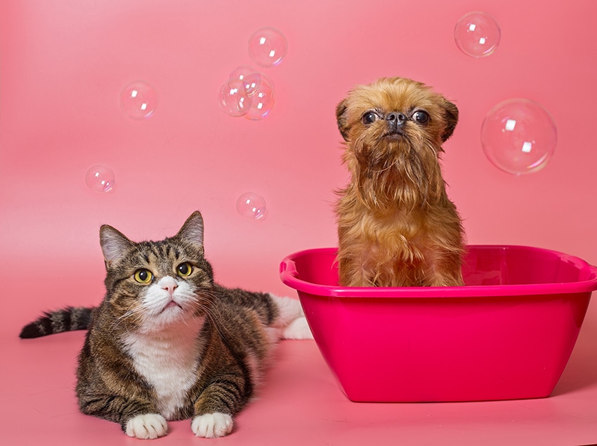 can i use cat flea shampoo on my dog