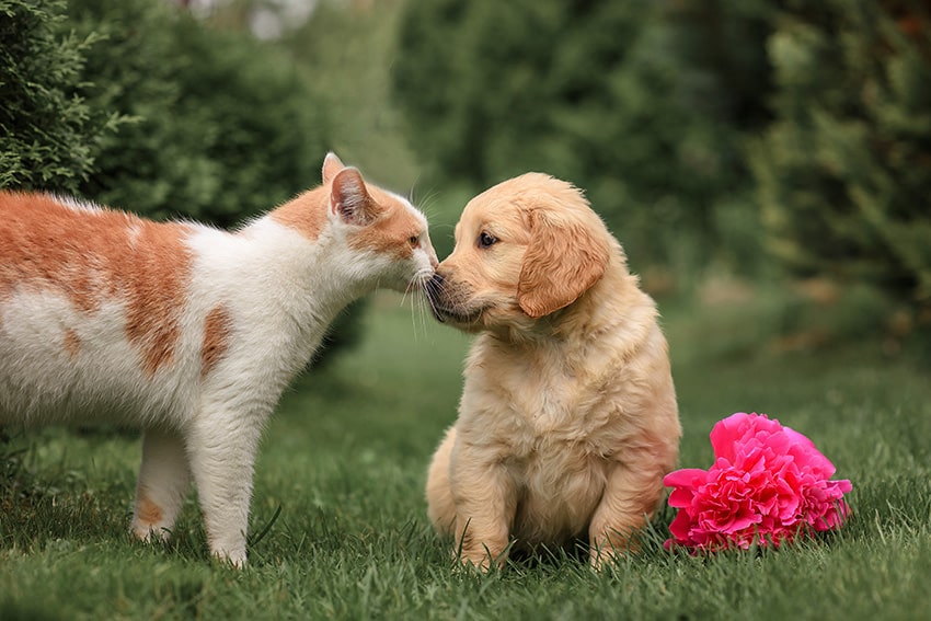 cat smelling a puppy