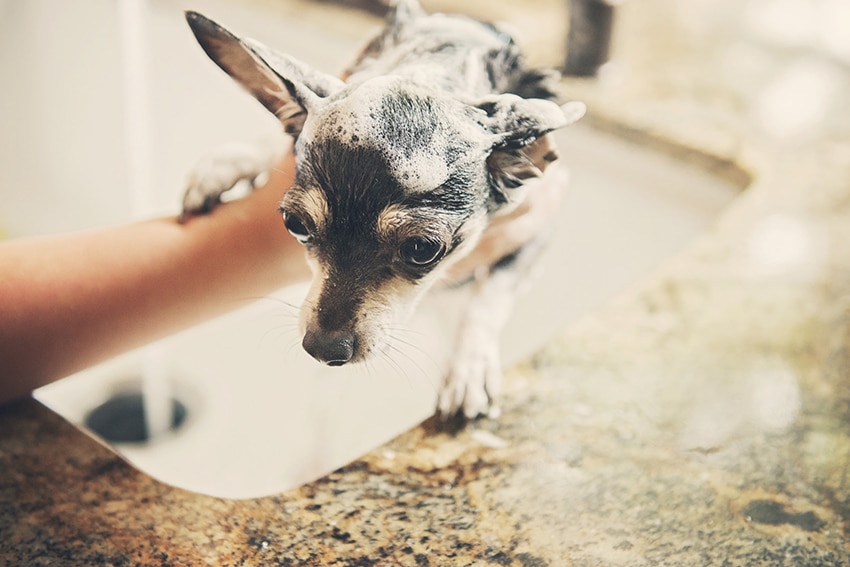 chihuahua dog with a dog shampoo on her fur