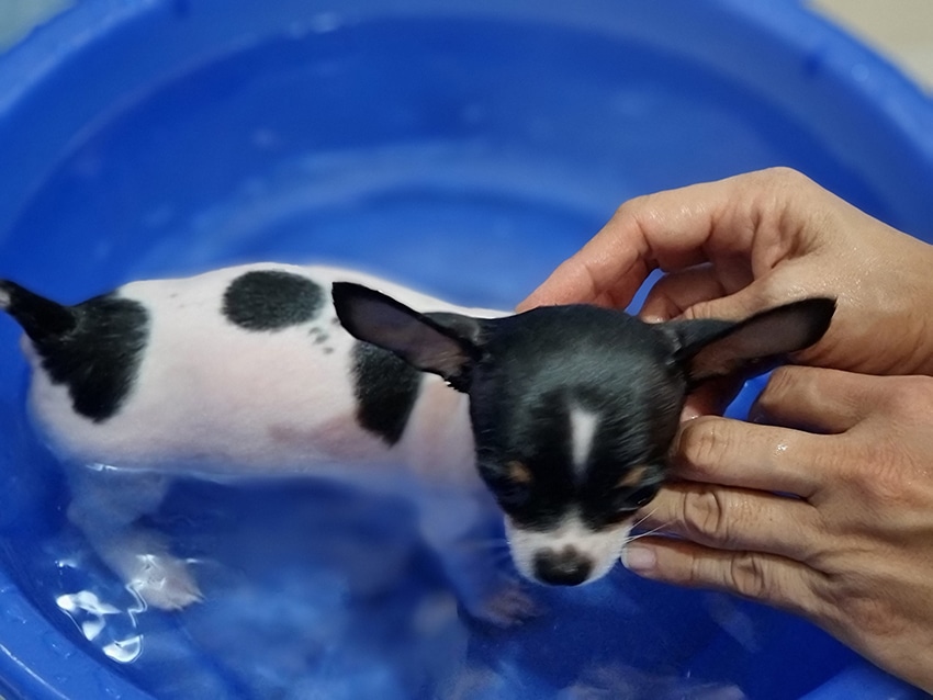 chihuahua puppy in taking a bath