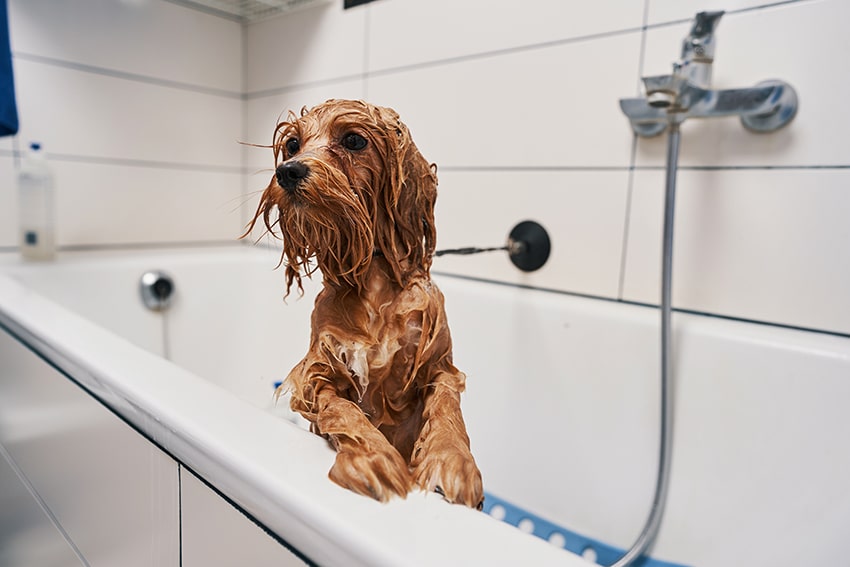 cute brown dog is waiting to be bathed
