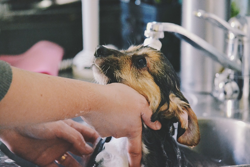 cute puppy is looking at his owner while taking a bath