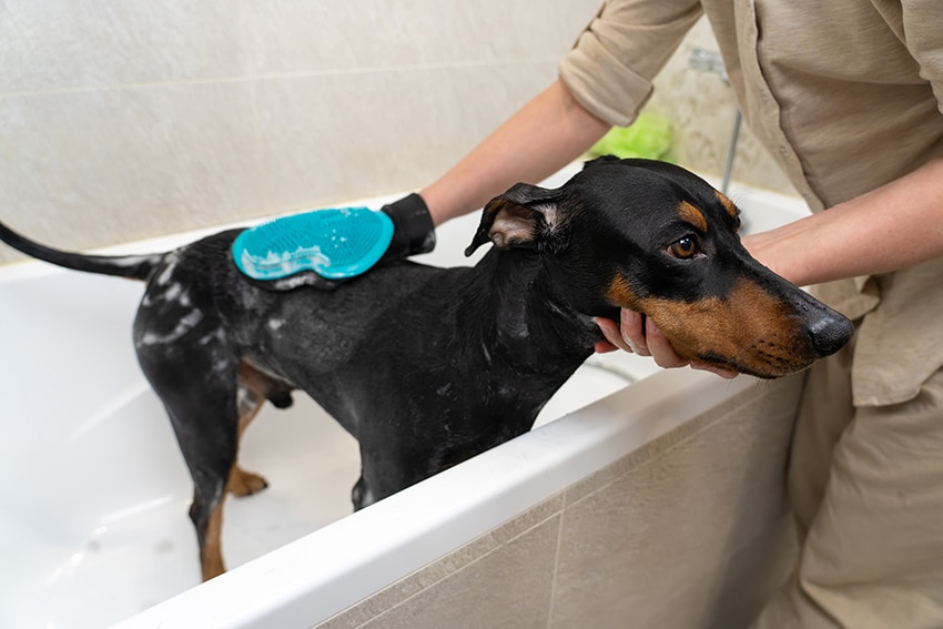 Doberman is getting brushed in the shower