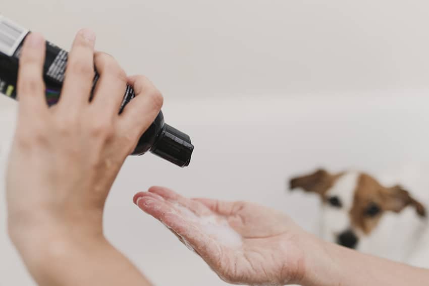 does oatmeal shampoo help dogs with itchy skin